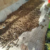 گردو ی خوب ملایر
