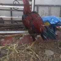 مرغ و خروس  لاری  ۳عدد