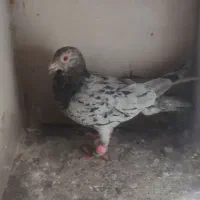 کبوتر هفرنگ|پرنده|بوئین زهرا, |دیوار