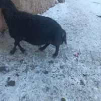 بره‌نره‌قر‌قزل