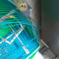 پرنده ی عروس نر و ماده هر دوکاملا سالم وسرحال|پرنده|رشت, دخانیات|دیوار