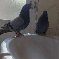 اصفهانی درجه یک خوب زیون