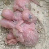 جوجه مرغ عشق سرلاکی و دانه خور و جفت باجوجه|پرنده|مشهد, بهاران|دیوار