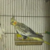 عروس|پرنده|ویلکیج, |دیوار