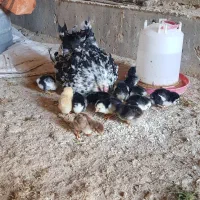 مرغ و جوجه گلین