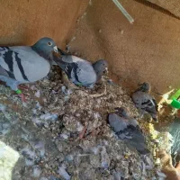 کبوتر مسافتی نسل مسابقه