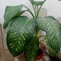 گل وگیاه