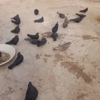 ۶۰ تا سیاه فیلی ب فروش میرسد