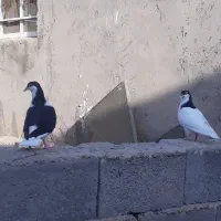 کبوتر|پرنده|بوئین زهرا, |دیوار