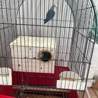 دو تا پرنده کوتوله با قفس|پرنده|پیشوا, |دیوار