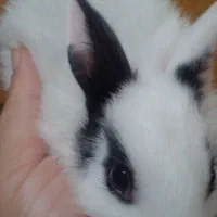 بچه خرگوش ناز و کوچولو|موش و خرگوش|جهرم, |دیوار