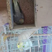 جفت عروس هلندی|پرنده|فیروزه, |دیوار