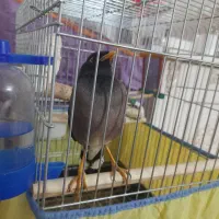 پرنده مرغ مینا سخنگو|پرنده|ساوه, |دیوار