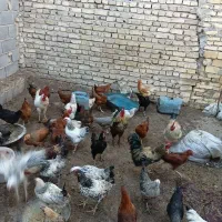 خروس محلی|حیوانات مزرعه|مهریز, |دیوار