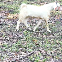 نر بز درشت قلم نژاد دار|حیوانات مزرعه|مینودشت, |دیوار