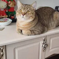 گربه بریتیش|گربه|پاکدشت, شهرک امام رضا|دیوار