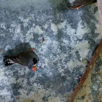 فنچ کاکولی|پرنده|ری, دولتآباد|دیوار