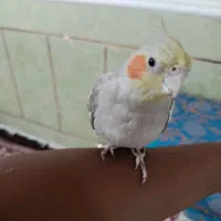 عروس هلندی ماده