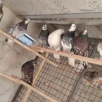 تعدادی نروماده شازده سرور