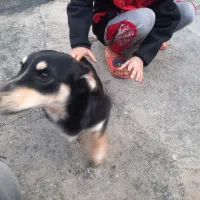 سگ پا کوتا|سگ|مشهد, رده|دیوار