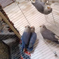 عروس هلندی و کوتوله و خروس دوتا