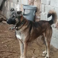 کوچوک سرابی اصل