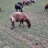 گوسفند ۳شکم|حیوانات مزرعه|سنگدوین, |دیوار