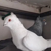 ۴ جفت پلنگ نر و ماده و جفت موشی درجه یک