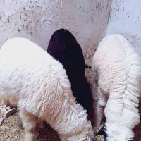 سه تا گوسفند نر بزرگ وچاق