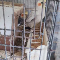 تعداد 12 عدد عروس( دوجفت مولد ) معاوضه