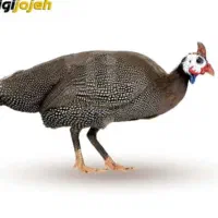 مرغ روسی(شاخدار)