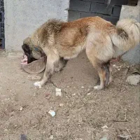 سگ ماده|سگ|آوج, |دیوار