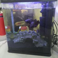 اکواریوم شرکتی