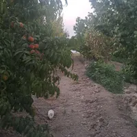 فروش زمین ۵۰۰ متری در مشکین دشت