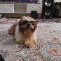 سگ شیتزو|سگ|مشهد, طبرسی شمالی|دیوار