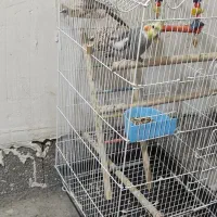 عروس هلندی سوپر سایز|پرنده|سنقر, |دیوار