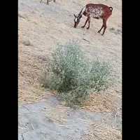 بز کهر آهوی