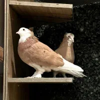 کفتر شازده زرد|پرنده|تهران, پونک|دیوار