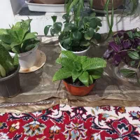 گلهای زیبا مخصوص خانم های خوش سلیقه