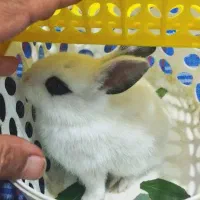 خرگوش خانگی بچه خرگوش ناز خرگوش نازی
