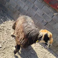 قوچ وبره قوچی|حیوانات مزرعه|کوه چنار, |دیوار