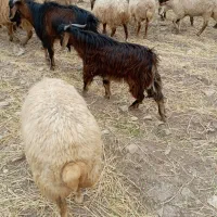 فروش گوسفند و بز|حیوانات مزرعه|اهر, |دیوار
