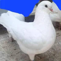 کبوتر کینگ نر
