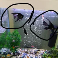 ماهی آنجل دوتا سه تا کالر