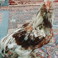 حیوانات خانگی