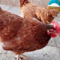 مرغ رسمی فروشی