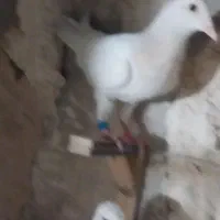 کفتر جوجه|پرنده|طرقبه, |دیوار