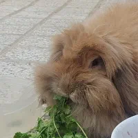 خرگوش لوپ اوکراینی|موش و خرگوش|گلبهار, شهر جدید گلبهار|دیوار