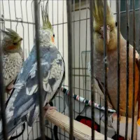 جوجه طوطی عروسی هلندی