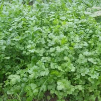 ،سبزی محلی،لوبیا چیتی،پاچ باقلا،سیر|خوردنی و آشامیدنی|رشت, کوی غلام نیا|دیوار